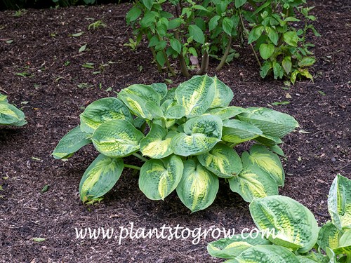 Alligator Alley Hosta
Center starts chartreuse and becomes larger and darker as the season progresses